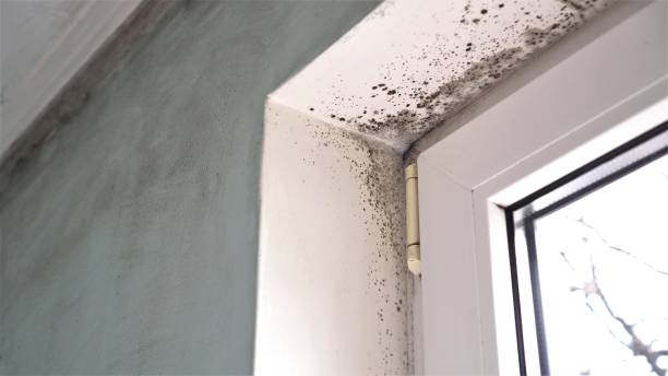 Best Attic Mold Removal  in USA