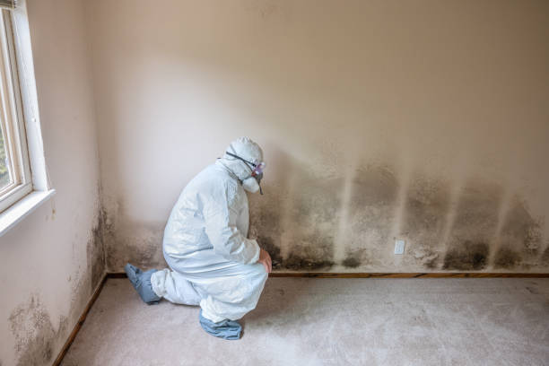 Best Toxic Mold Removal  in USA